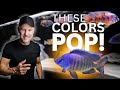 Do all 5 tips or your fish wont color up