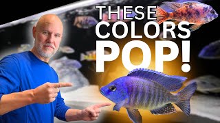 Do ALL 5 Tips Or Your Fish WON’T COLOR UP!