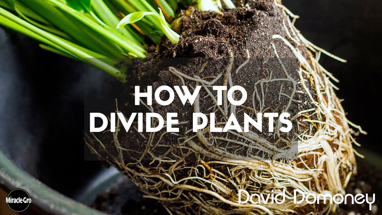 How to divide plants YouTube