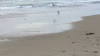 Peregrine Falcon attacks Coot at Flat Rock