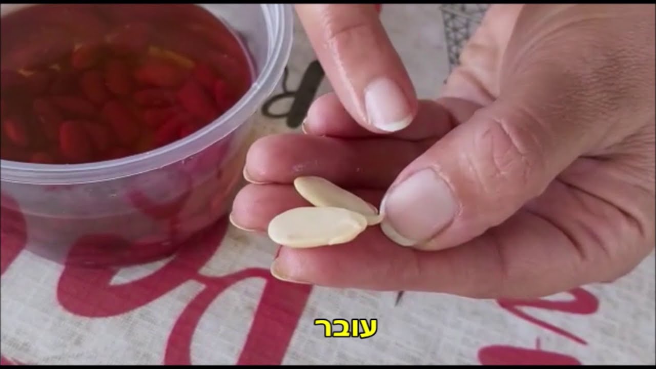 מהו זרע - החווה לחינוך חקלאי אשקלון
