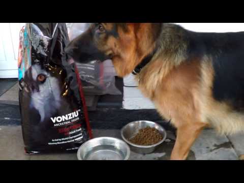 german-shepherd---food-(alpha-vonziu)