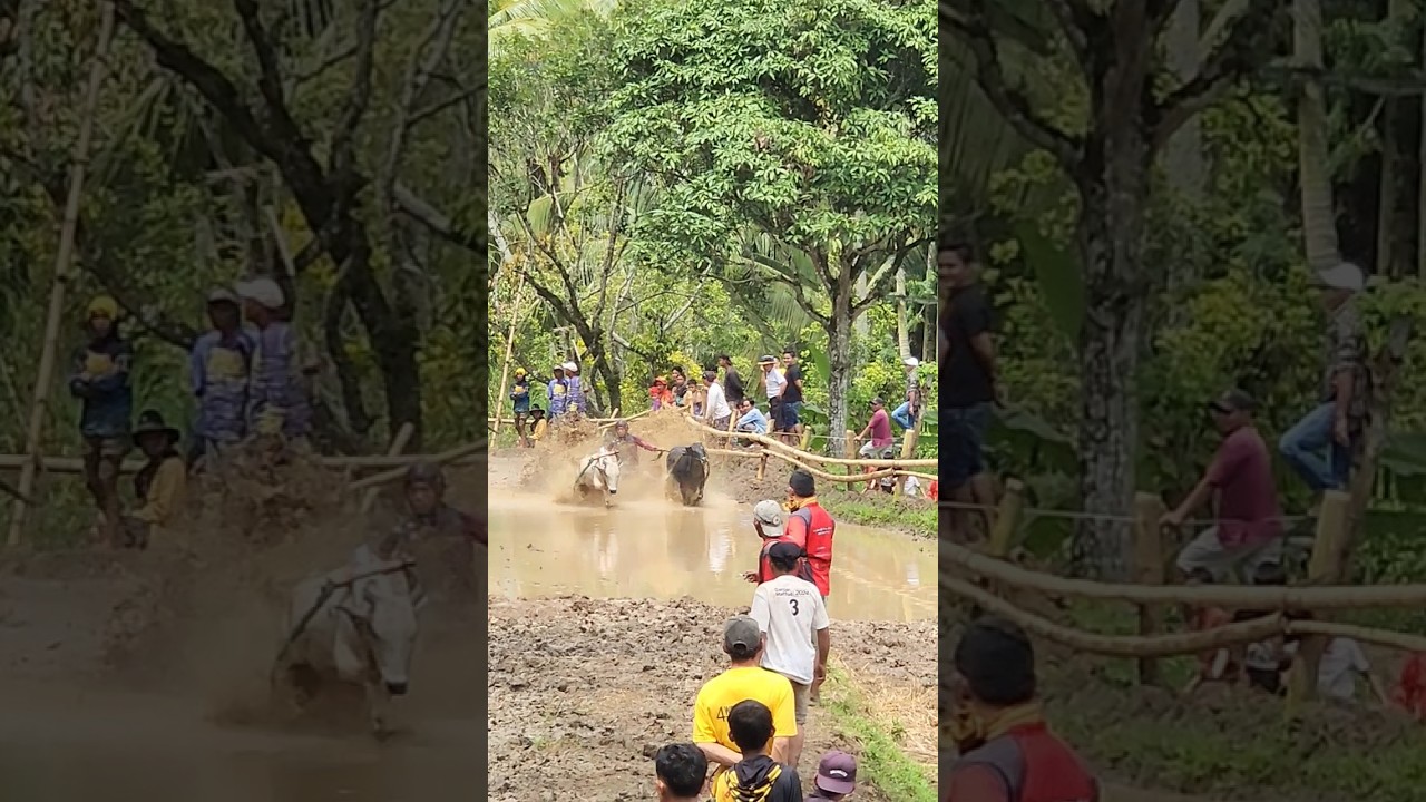 Pacu Jawi Story‼️ The Wild Bull Race from West Sumatra, Indonesia 🇮🇩 | Traditional Mud Sport 