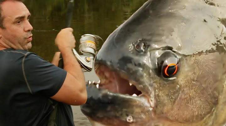 REDOUTABLE PIRANHA NOIR D'AMAZONIE - Cyril Chauquet