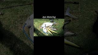 Hasil Mancing casting Saat air laut surut.!!!#ultralightcasting #bobara #karangdangkal