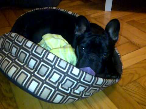 french bulldog cave bed