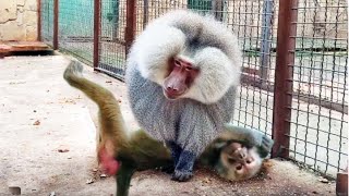 видео: ПРИДАВИЛ  Люсю с разбега! ШОК! Елисей ПОКАЗАЛ нам защиту от макак! ИСПОРТИЛ Люсе всю прическу! картинка: ПРИДАВИЛ  Люсю с разбега! ШОК! Елисей ПОКАЗАЛ нам защиту от макак! ИСПОРТИЛ Люсе всю прическу!
