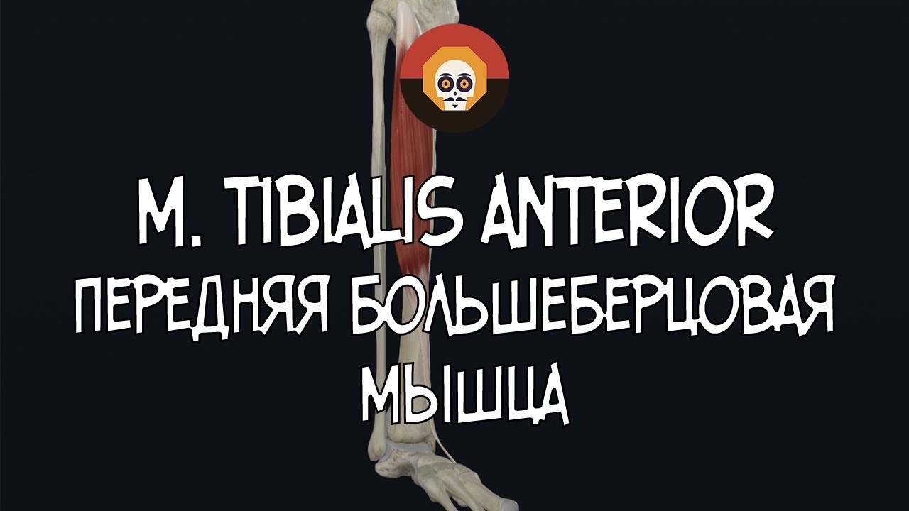 Передняя большеберцовая мышца (m. tibialis anterior) 3D Анатомия - YouTube