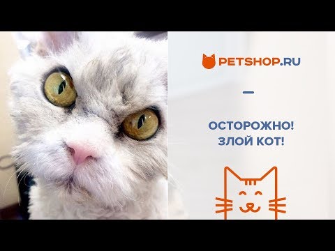 ПОЧЕМУ КОШКА ЦАРАПАЕТСЯ И КУСАЕТСЯ?