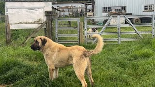 Olympicdogs: Bignanigans x Bigbone. Gigantic Farm, Ranch, livestock, and family guardian dogs.