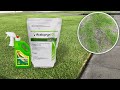 How to treat & prevent lawn grub infestation in your lawn