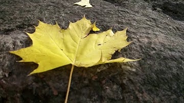Sugar Searchers-How to Identify a Sugar Maple Tree
