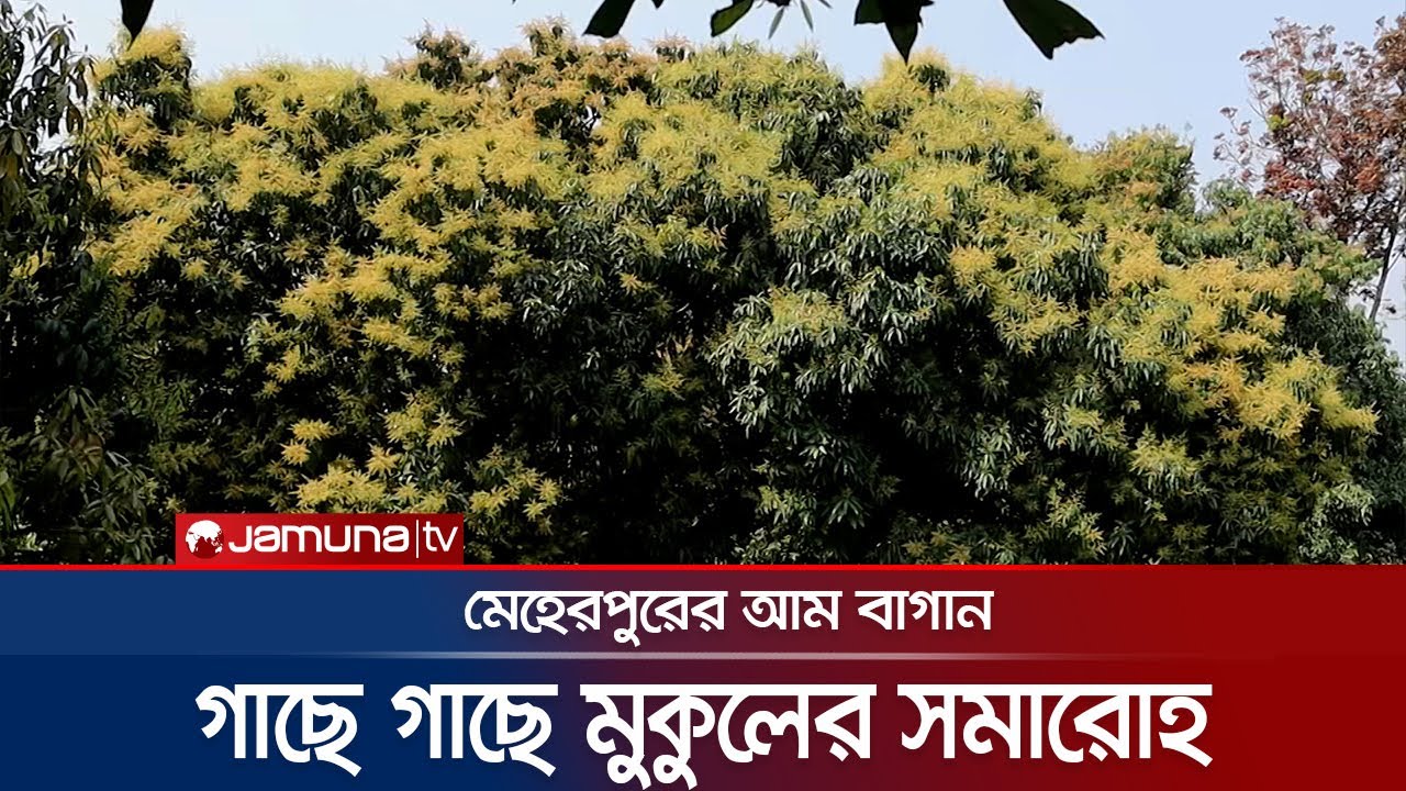 মুকুলে ভরে গেছে মেহেরপুরের আম বাগান | Meherpur Mango