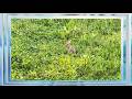 Peaceful Nature: A Wild Rabbit in the Spring Grass