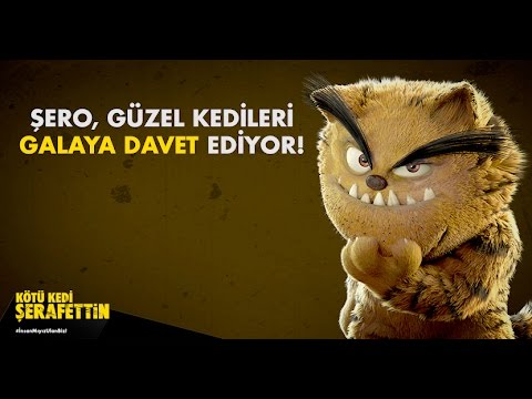 Kedi Güzeli Yarışması