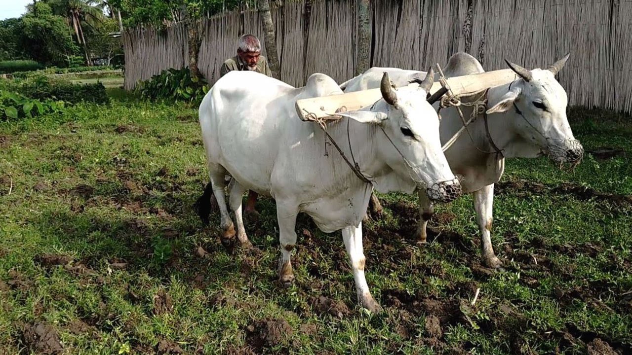 Farmer cultivates the land with plow and bullock / Village Agriculture