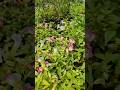 flowers #viral #nature #garden #viralshorts
