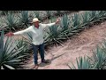 Productores de Agave en Maravatío, Michoacán, México