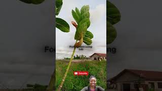 SODOM APPLY LEAVES FOR LOCAL CHEESE PRODUCTION IN WEST AFRICA