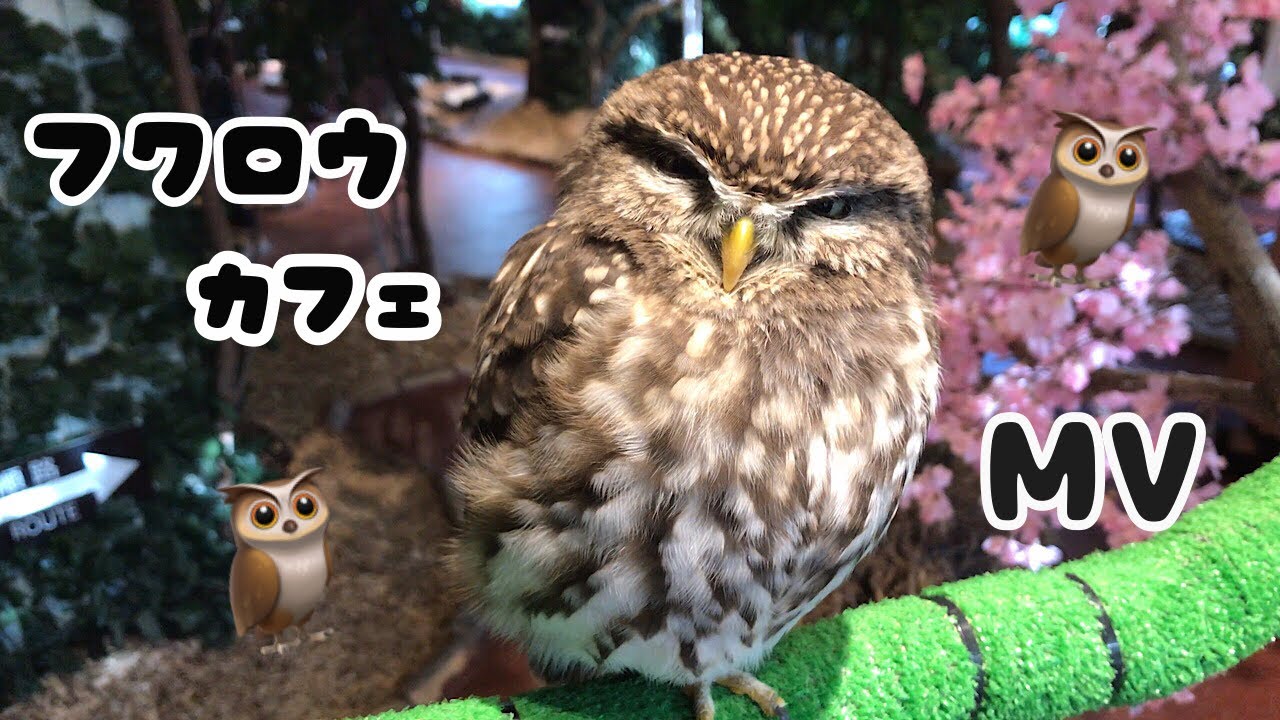 Mv フクロウカフェで撮影した動画で作ってみた Youtube