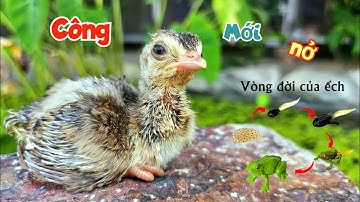Sau Bao Ngày Ngóng Đợi - Chú Công Non Đã Đầu Tiên Đã Chào Đời / Quế Nghịch