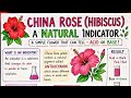 Hibiscus = Indicator? #ViralScience #ScienceReels #ExperimentAtHome #EasyScience #FunLearning #new 