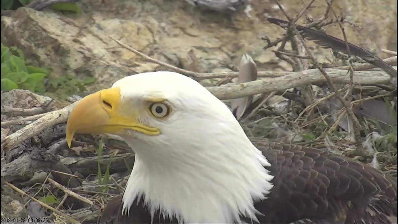 Two Harbors Bald Eagle Cam Close up of ChaseK 81 0805 hrs/29 Jan 2019