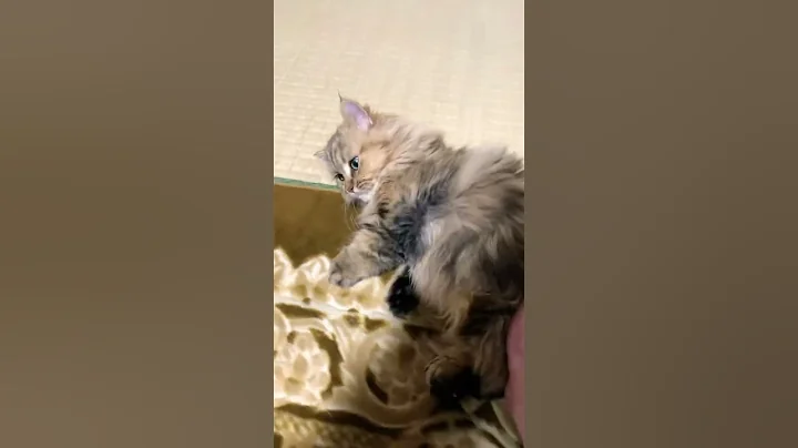 Video 7876491: cat kitten gatos