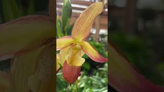 Orchid Show -Woww!! 😍🙌 #orchidshow #botanicalgardens
