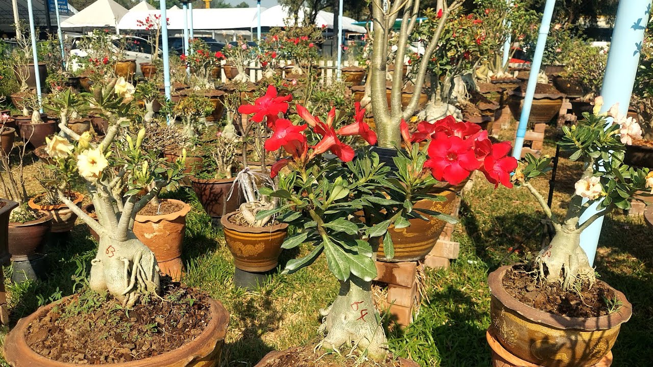 3.มีค.เวลา08.40น.ต้นชวนชม ต้นไม้มงคลสวยๆไอดีไลน์. @littlegarden #ชวนชมบังโต #ดอกไม้ #flowers 