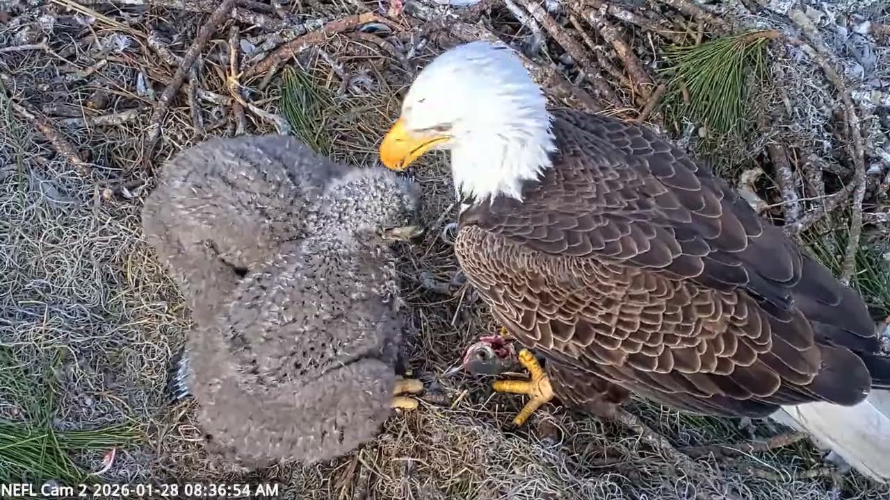 Bald Eagle - NEFL Cam 2 28.01.2026 