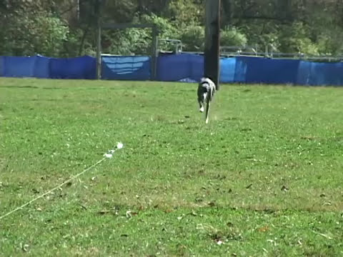 Video: Sport per cani 101: Lure Coursing