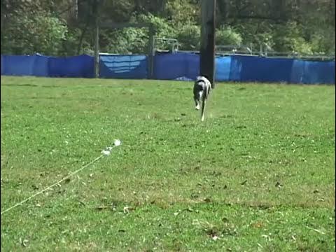 Lucky Dogs Lure Coursing - Dog Lure Coursing & Equipment