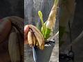 USE ESSA CASCA PARA TER FLORES NAS ORQUÍDEAS #shorts #orquideas #orquídeas #orchid #orchids