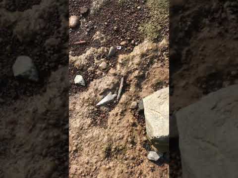 Columbia Plateau