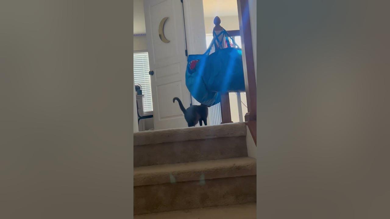 Tell me why my cat sounds like a turkey youtube