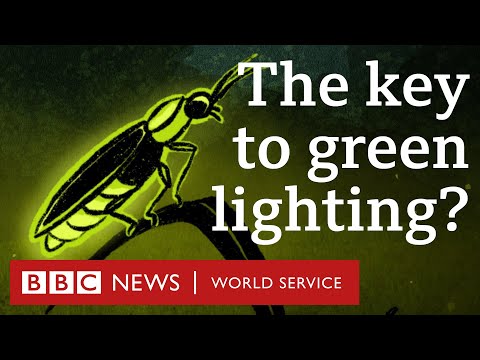 How fireflies inspired energy-efficient lights - BBC World Service, 30 Animals podcast