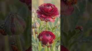 Nature’s Perfect Morning Glow 🐞✨ | Cinematic Macro Forest Therapy #relaxation