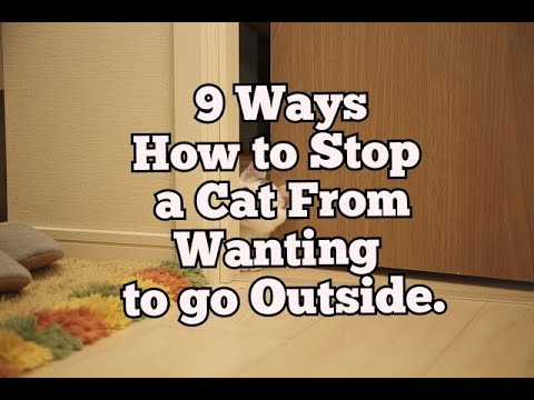 וִידֵאוֹ: כיצד למנוע מחתולים לברוח בעת מעבר דירה: 14 שלבים