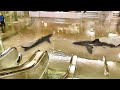 The Aquarium with Sharks Burst in the Shopping Mall! Nobody Expected This!