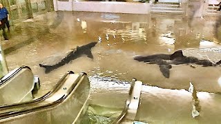 The Aquarium with Sharks Burst in the Shopping Mall! Nobody Expected This!