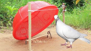 Arrived ! Best Easy Bird Trap Using Basket With Woods - Creative Pigeon Trap