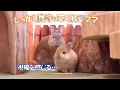 親子】ママと一緒にいたいうさぎのあかちゃん - YouTube