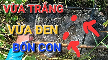 NƯỚC RÚT XUỐNG LỘ RA CÁ KHỦNG DÍNH ĐẦY LỜ DỞ KHÔNG NỔI