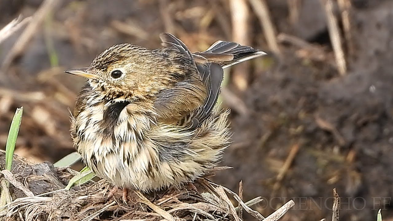 Bisbita pratense esponjando el plumaje. Punta Ballota. Cantabria
