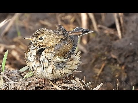 Bisbita pratense esponjando el plumaje. Punta Ballota. Cantabria