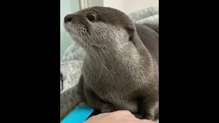 Precious Squeaks from an Otter