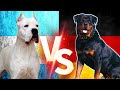 Rottweiler Vs Dogo Argentino - Dogo Argentino Vs Rottweiler #rottweiler #dogoargentino #köpek