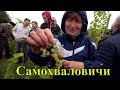 🔴🔴Виноградник в Самохваловичах, Минская область. Экскурсия на виноградник.