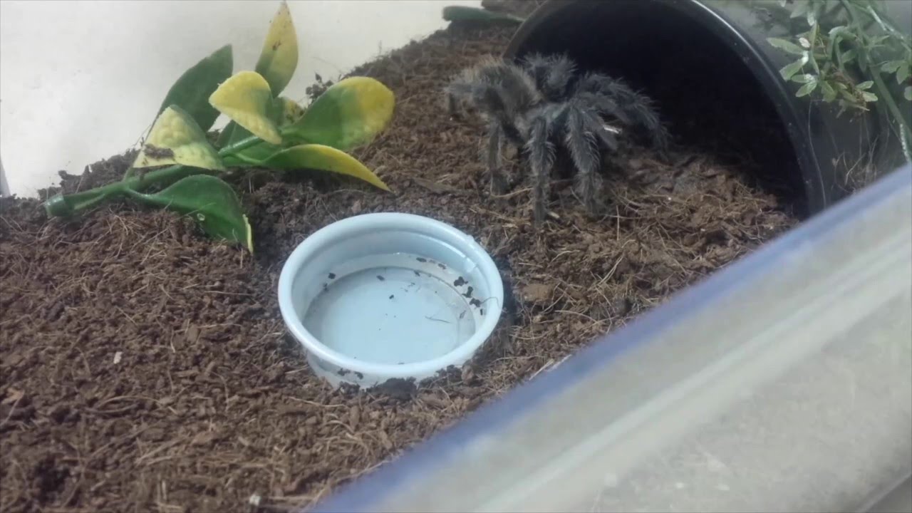 Lasiodora difficilis tarantula feeding